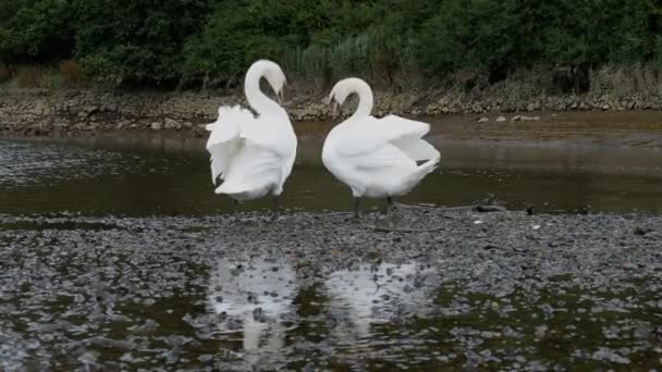 Mute Swan, kuğular, kuşlar — Stok video