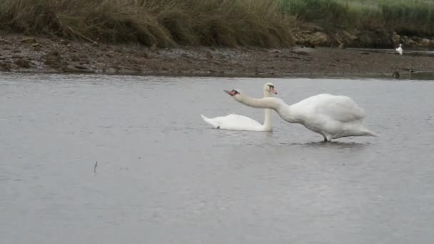 Cigno muto, cigni, uccelli — Video Stock