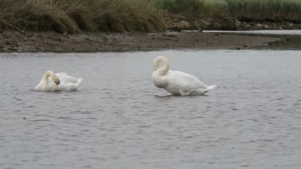 Mute Swan, Swans, Birds — Stock Video