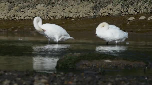 Par de cisnes mudos, cisne mudo, cisnes — Vídeos de Stock