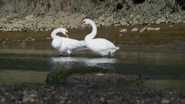 Par de cisnes mudos, cisne mudo, cisnes — Vídeo de stock