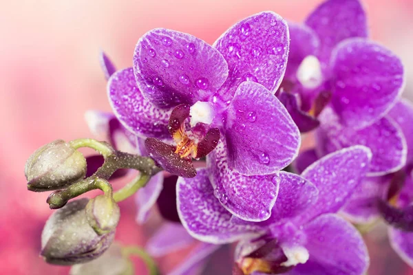 Orquídea, Orquídea, Flores — Fotografia de Stock