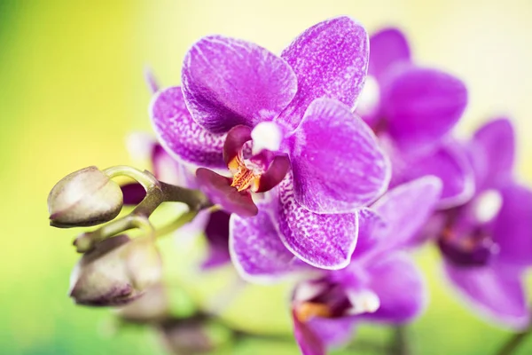 Orquídea, Orquídea, Flores — Fotografia de Stock