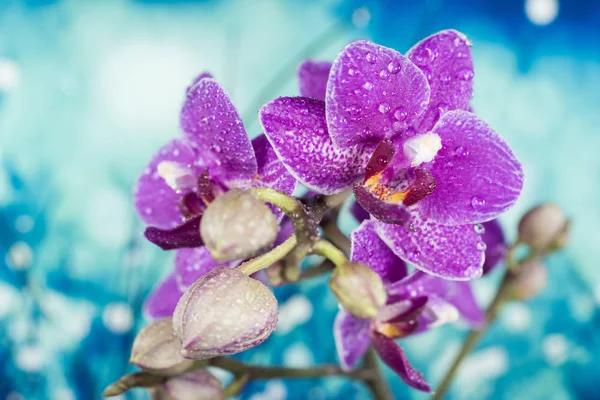 Orquídea, Orquídea, Flores — Fotografia de Stock