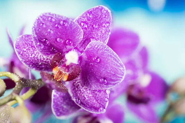 Orquídea, Orquídea, Flores — Fotografia de Stock