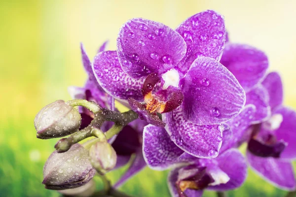 Orquídea, Orquídea, Flores — Fotografia de Stock