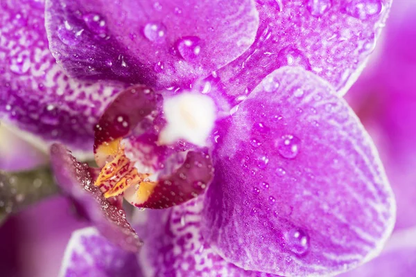 Orchidea, orkidé, blommor — Stockfoto