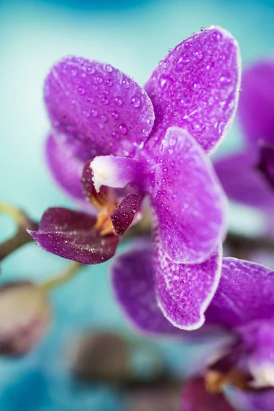 Flores - Orquídea, Orquídea — Fotografia de Stock