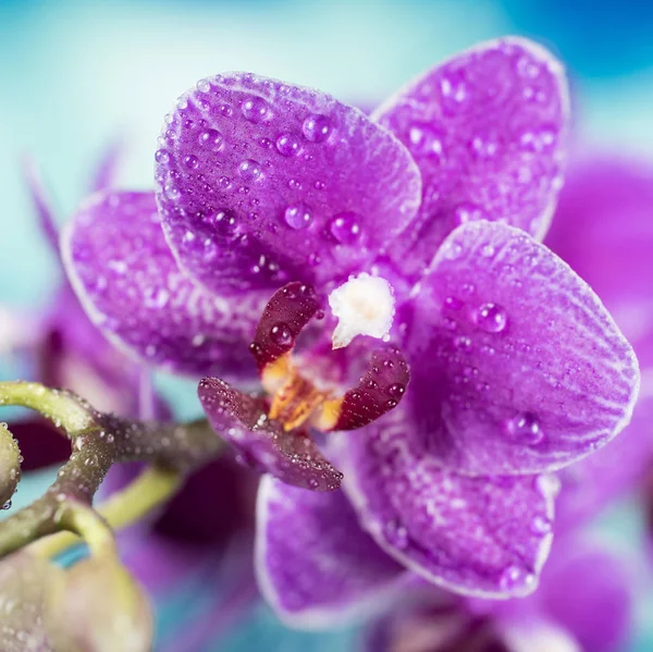 Flores - Orquídea, Orquídea — Fotografia de Stock