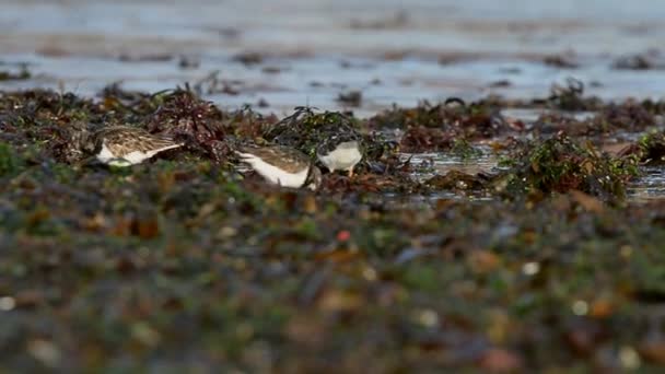 Kameňáček pestrý, Turnstone, Arenaria interpres — Stock video