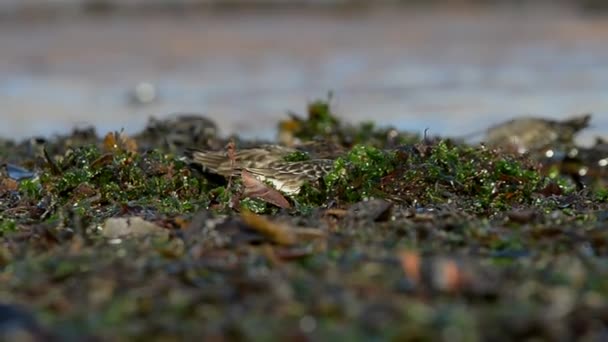 Kameňáček pestrý, Turnstone, Arenaria interpres — Stock video