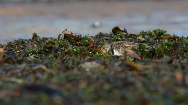 Kameňáček pestrý, Turnstone, Arenaria interpres — Stock video