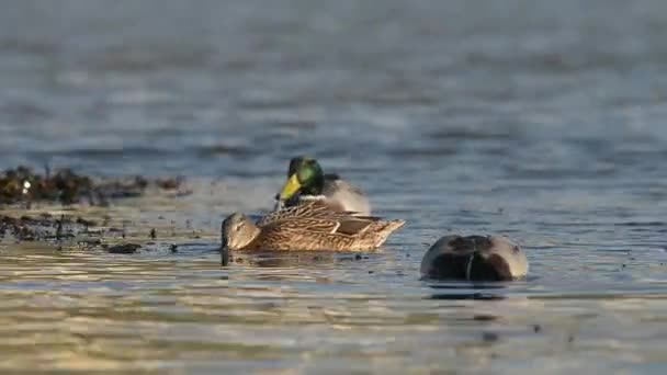 Mallard, Patos en el mar . — Vídeo de stock