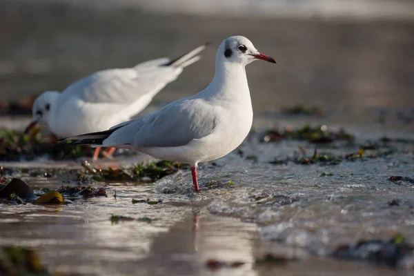 Gaviota de cabeza negra, Chroicocephalus ridibundus —  Fotos de Stock