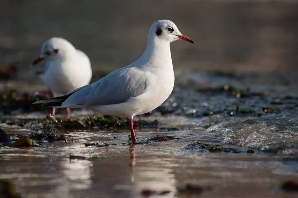 Gaviota de cabeza negra, Chroicocephalus ridibundus —  Fotos de Stock