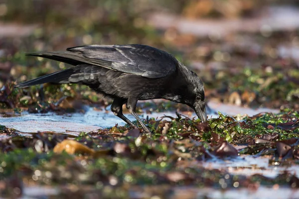 吃腐肉的乌鸦，乌鸦，乌鸦 — 图库照片