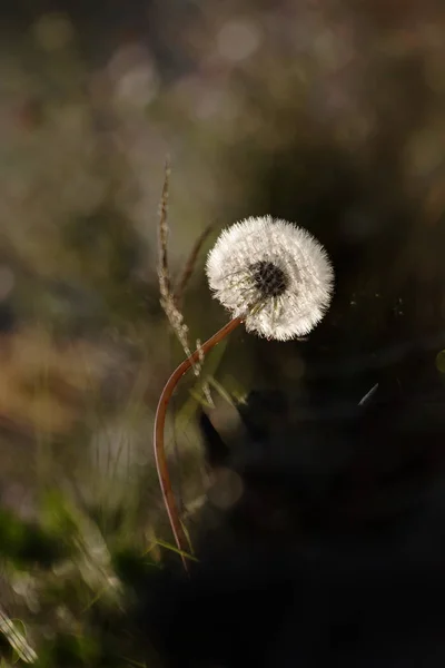Поле сіяти Thistle - польові квіти — стокове фото
