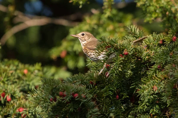 Grote lijster, Zanglijster, Turdus viscivorus — Stockfoto