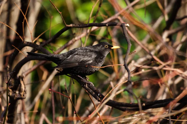 Blackbird, Turdus merula — Stock Photo, Image