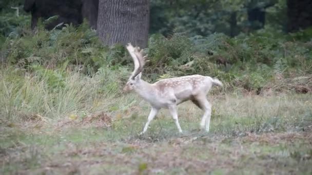 Fallow Deer, Deer, Dama dama — Stock Video