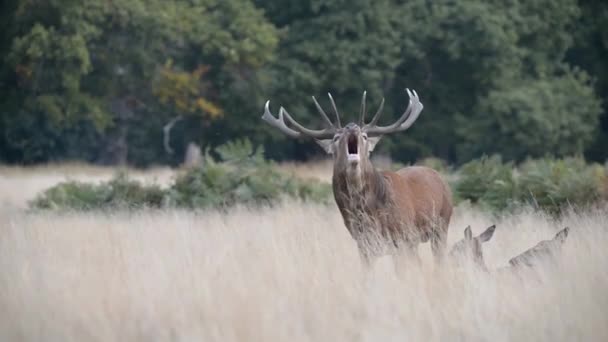 赤いシカ、シカ、Cervus の elaphus - 時間の轍. — ストック動画