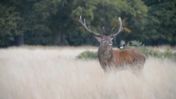 赤いシカ、シカ、Cervus の elaphus - 時間の轍. — ストック動画