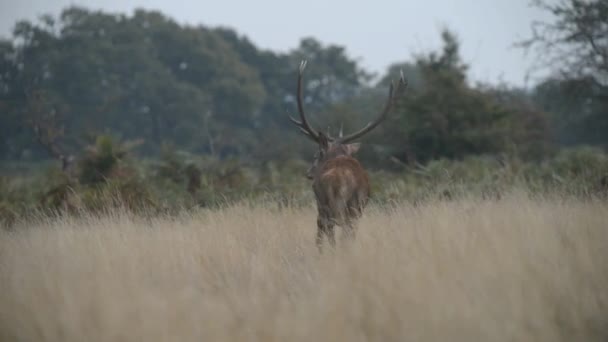 Red Deer, Deer, Cervus elaphus - Rut time. — Stock Video
