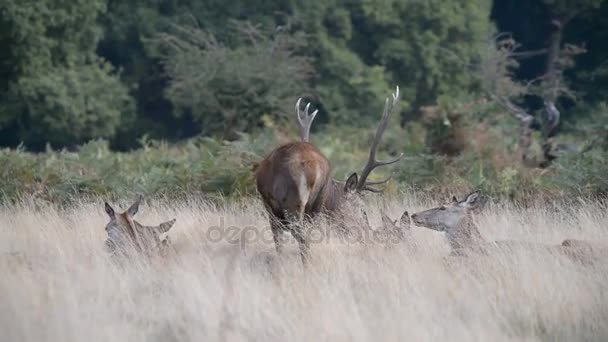 Ciervo rojo, ciervo, cervus elaphus - Tiempo de rutina . — Vídeos de Stock
