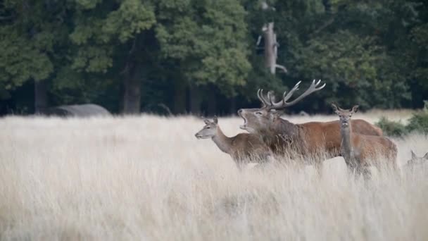 Kronhjort, rådjur, Cervus elaphus - Rut tid. — Stockvideo