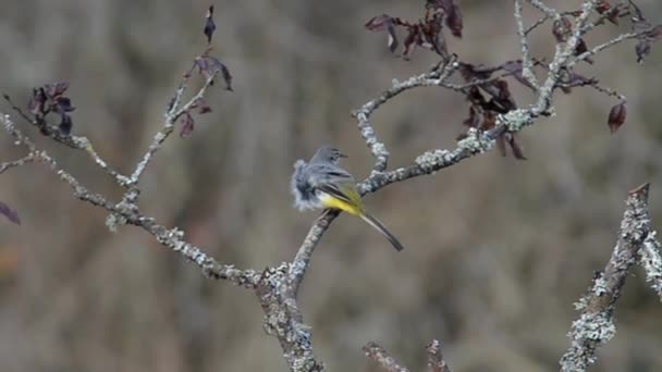 Wagtail gris, Wagtail, Motacilla cinerea — Vídeos de Stock