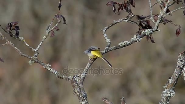 Wagtail gris, Wagtail, Motacilla cinerea — Vídeo de stock