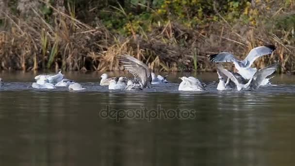 Ρέγγα Γλάρος, Sea Gull, γλάροι — Αρχείο Βίντεο