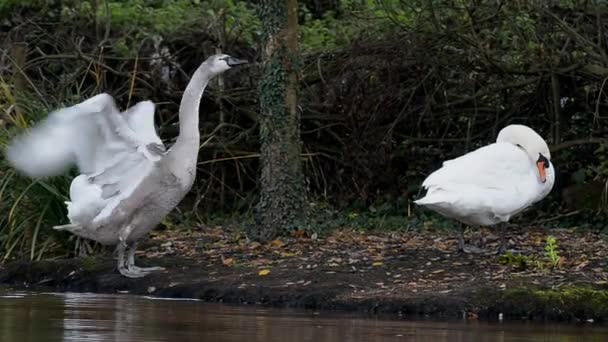 Mute Swan, Swans, Cygnus olor — Stock Video
