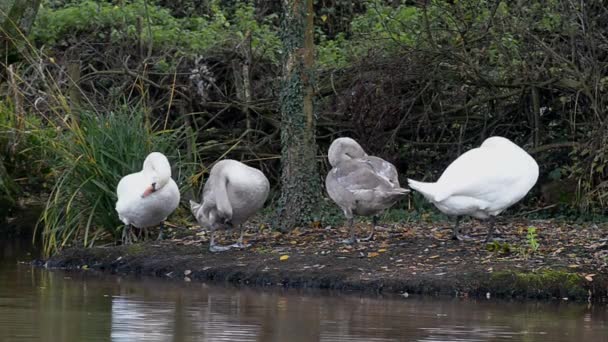 Höckerschwan, Schwäne, Cygnus olor — Stockvideo