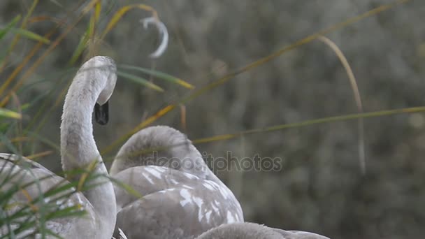 Ztlumit labuť, labutě, Cygnus olor — Stock video