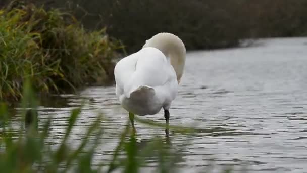 Mute zwaan, zwanen, Cygnus olor — Stockvideo