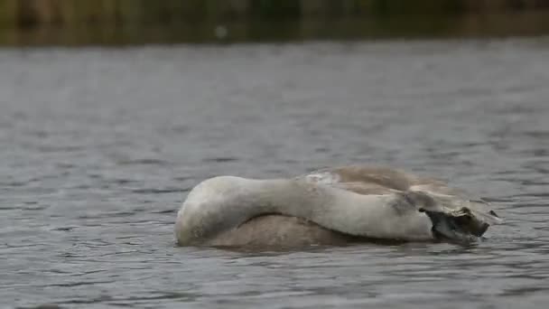 Łabędź niemy, łabędzie, Cygnus olor — Wideo stockowe