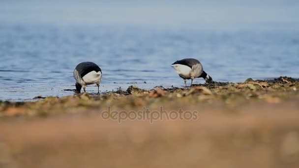 Brent Goose, Branta bernicla — Stock Video