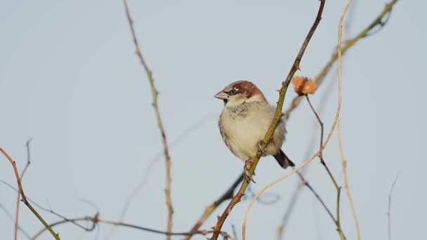 Haussperling, Sperling, Passant domesticus — Stockvideo