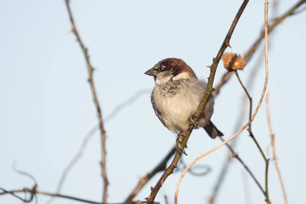 Gorrión de casa, Gorrión, Passer domesticus — Foto de Stock