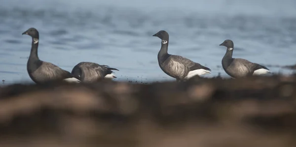 Brent ganso, Branta bernicla — Fotografia de Stock