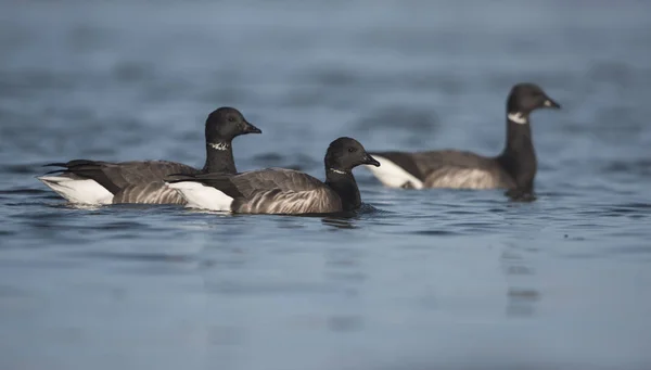 Brent goose, Branta bernicla — Zdjęcie stockowe