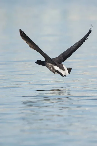 Brent Goose, Branta bernicla — Stock Photo, Image