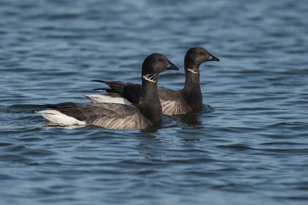 Brent ganso, Branta bernicla — Fotografia de Stock