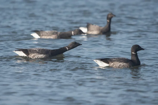 Brent ganso, Branta bernicla — Fotografia de Stock