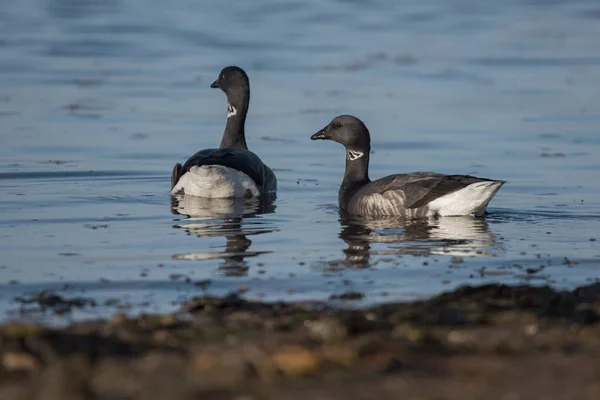 Rotgans, branta bernicla — Stockfoto