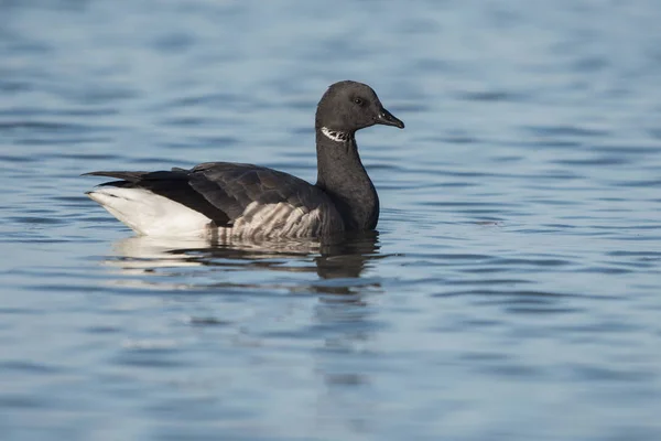 Ganso Brent, Branta bernicla —  Fotos de Stock