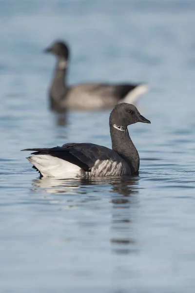 Brent Goose, Branta bernicla — Stock Photo, Image