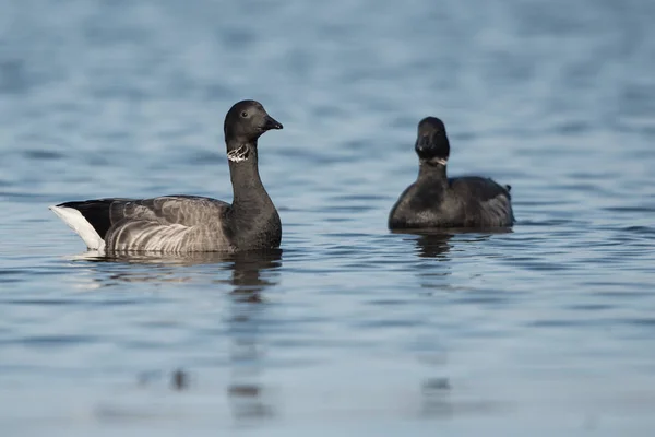 Ganso Brent, Branta bernicla —  Fotos de Stock