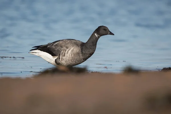 Ganso Brent, Branta bernicla —  Fotos de Stock